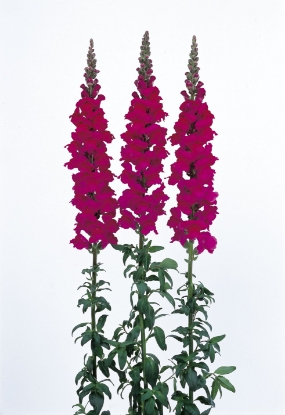 Picture of Antirrhinum - Admiral Purple F1